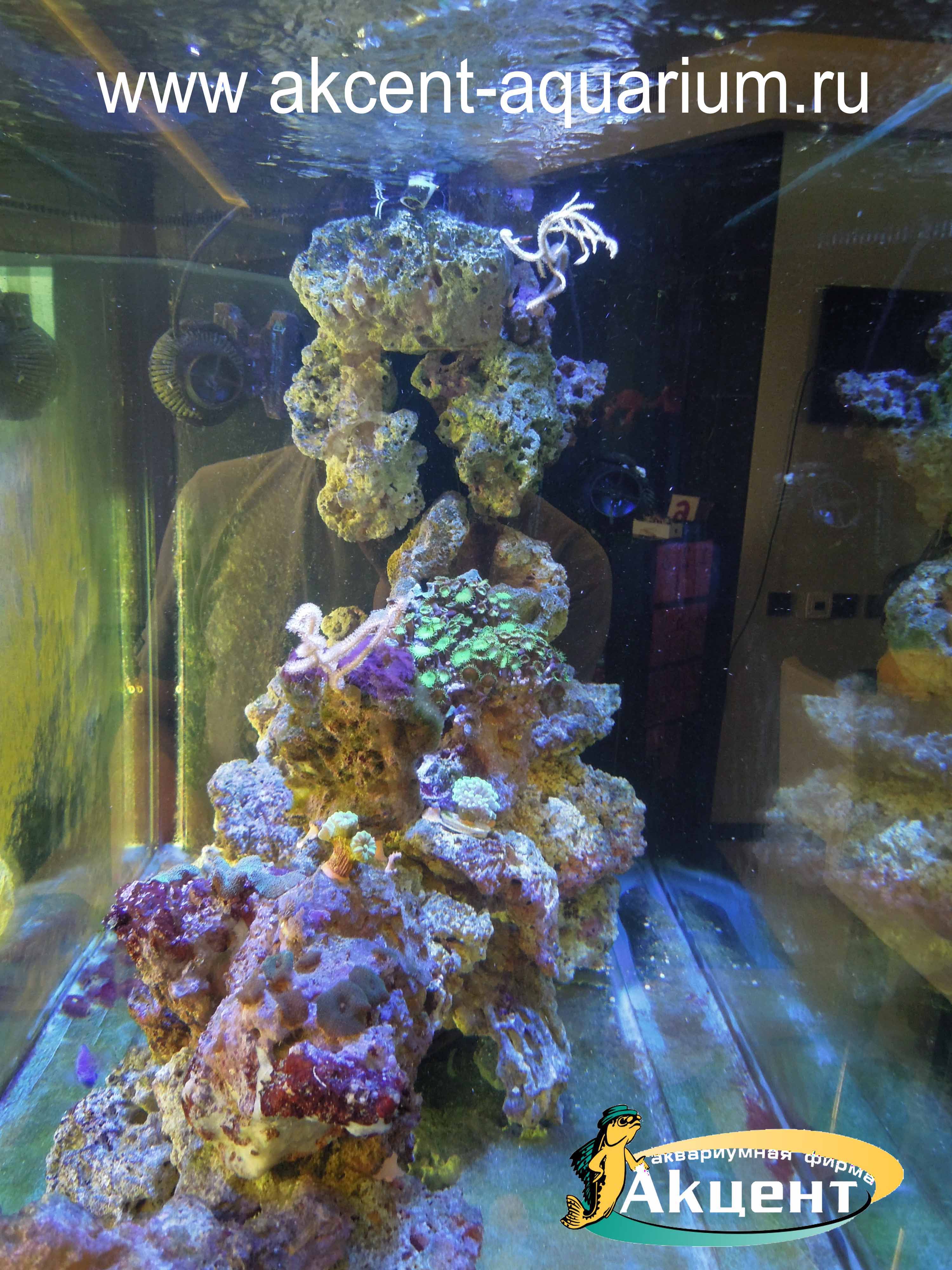 Акцент-аквариум,просмотровый морской аквариум 500 литров, вид с торца, живые камни, мягкие кораллы, жесткие кораллы